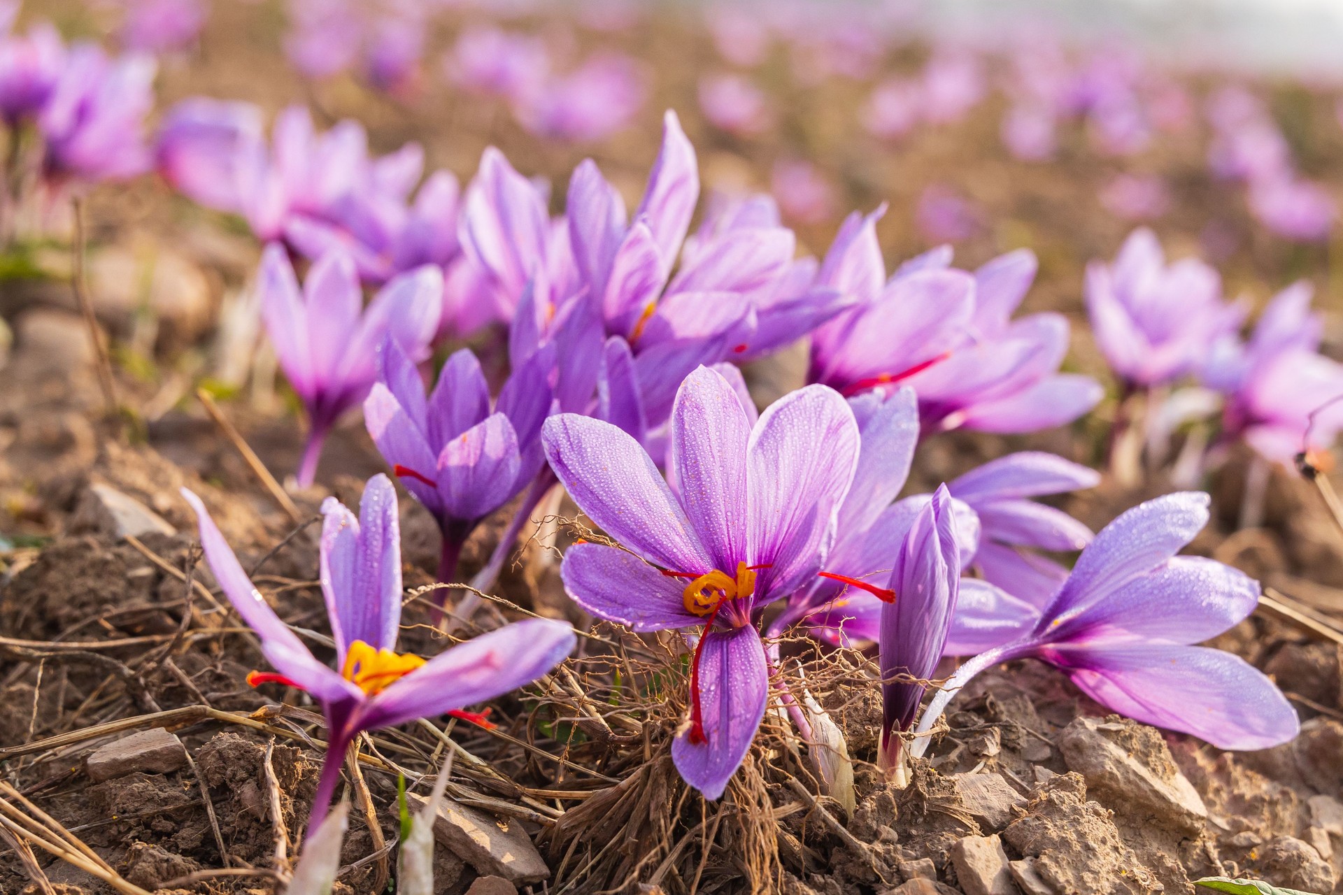 Saffron crocus flowers in a field in Jammu and Kashmir.
